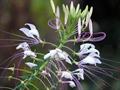 Cleome Hassleriana